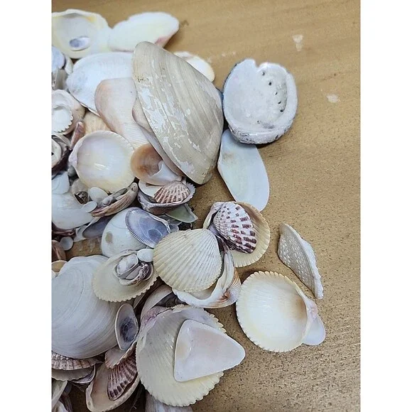 2. lb Mixed Crafting Seashells whole and pieces in primitive clay bowl - Picture 4 of 7